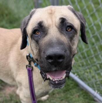 Duke -  Mastiff Dog for Adoption in Syracuse, New York - Duke | PetCurious