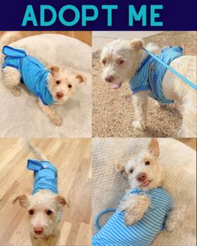 Schnauzer and Poodle Dogs Available for Adoption in Boulder, Colorado - Cheddar | PetCurious