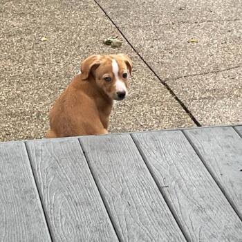 Copper -  Mixed Breed Dog for Adoption in West Olive, Michigan - Copper | PetCurious