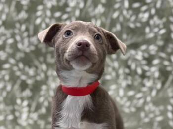 Labrador Retriever Dogs Available for Adoption - Zevia | PetCurious