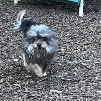 Wirehaired Terrier Dogs Available for Adoption - Shenanigan | PetCurious