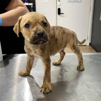Ulysses -  Pit Bull Terrier and Mixed Breed Dog for Adoption in Livingston, Texas - Ulysses | PetCurious