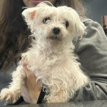 Mixed Breed Dogs Available for Adoption in Newark, New Jersey - Betty White | PetCurious