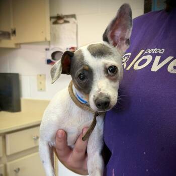 Jerry -  Chihuahua Dog for Adoption in Ardmore, Oklahoma - Jerry | PetCurious