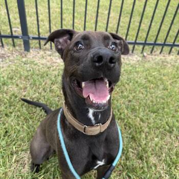 Maverick -  Labrador Retriever Dog for Adoption in Pearland, Texas - Maverick | PetCurious