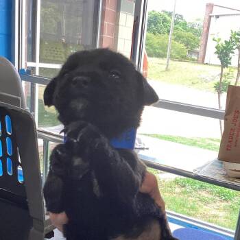 Terrier and Mixed Breed Dogs Available for Adoption in Montgomery, Alabama - Joe | PetCurious