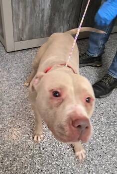 Rescue Pit Bull Terrier Dogs for Adoption in Roanoke, Virginia - Ruger | PetCurious