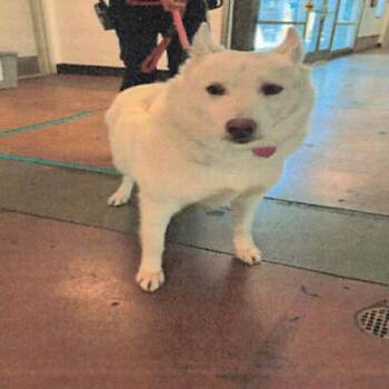 Lassie A2292190 -  Husky Dog for Adoption in Los Angeles, California - Lassie A2292190 | PetCurious
