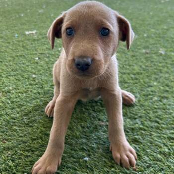 Mixed Breed Dogs Available for Adoption in Loxahatchee Groves, Florida - MONTANA 5865 | PetCurious