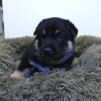 German Shepherd Dog and Mixed Breed Dogs Available for Adoption in Rifle, Colorado - Hadid (26-1F-1) | PetCurious