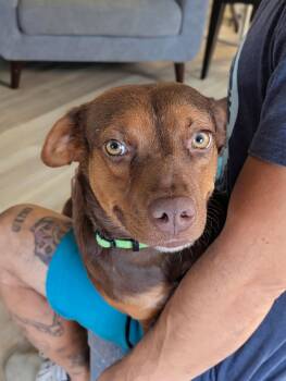 Choco -  Chihuahua Dog for Adoption in Mount Laurel Township, New Jersey - Choco | PetCurious