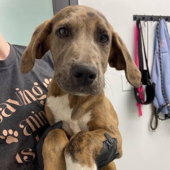 Great Dane and Catahoula Leopard Dog Dogs Available for Adoption in Abilene, Texas - Gucci | PetCurious