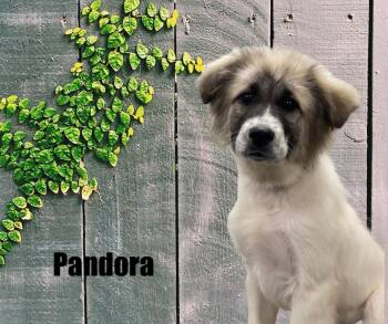 Great Pyrenees and Anatolian Shepherd Dogs Available for Adoption in Marshville, North Carolina - Pandora | PetCurious