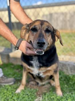 Rescue Mixed Breed Dogs for Adoption in Franklin, Kentucky - Annabell | PetCurious