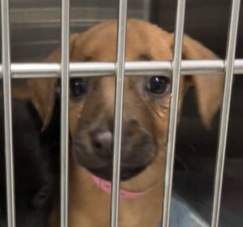 Allie -  Mixed Breed Dog for Adoption in Parma, Ohio - Allie | PetCurious