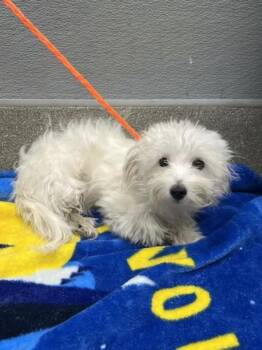 BABY MAX -  Terrier and Mixed Breed Dog for Adoption in Las Vegas, Nevada - BABY MAX | PetCurious
