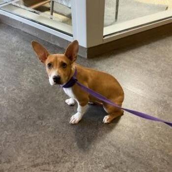 Gwyn -  Corgi and Basenji Dog for Adoption in Nampa, Idaho - Gwyn | PetCurious