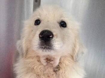 Maple -  Great Pyrenees Dog for Adoption in Portland, Oregon - Maple | PetCurious