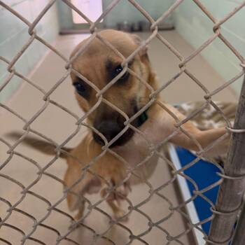 Paco -  Shepherd and Mixed Breed Dog for Adoption in Newark, New Jersey - Paco | PetCurious