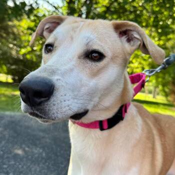 Whippet and Mixed Breed Dogs Available for Adoption in Riverwoods, Illinois - Macy | PetCurious
