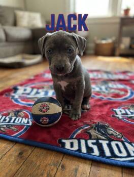 Jack -  Pit Bull Terrier Dog for Adoption in Belleville, Michigan - Jack | PetCurious