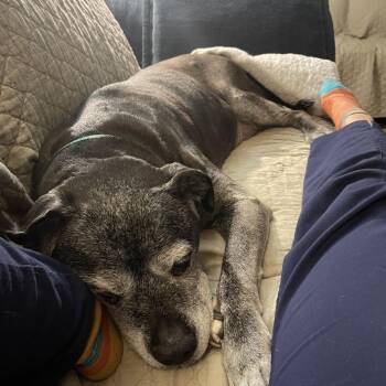 American Bulldog and Mastiff Dogs Available for Adoption - Blu | PetCurious