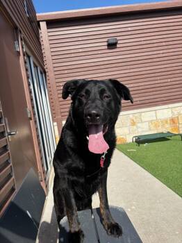 Labrador Retriever Dogs Available for Adoption - Dexter | PetCurious