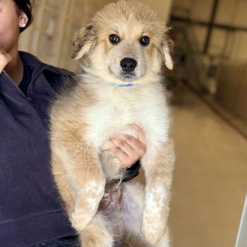Great Pyrenees Dogs Available for Adoption in Chicago, Illinois - Apollo | PetCurious