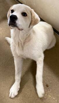 Marshmallow -  Great Pyrenees and Mixed Breed Dog Available for Adoption in Belton, Texas - Marshmallow | PetCurious