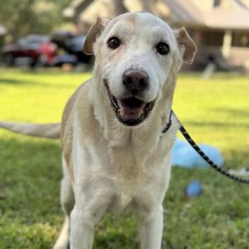 Rescue Labrador Retriever Dogs for Adoption in Locust Fork, Alabama - Marge And Homer | PetCurious