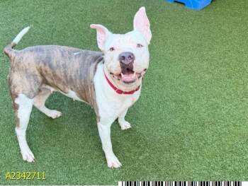 TINKER BELL -  Mixed Breed Dog for Adoption in West Palm Beach, Florida - TINKER BELL | PetCurious