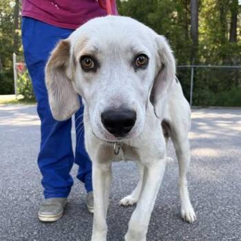 PeeWee -  Hound Dog for Adoption in Newport, North Carolina - PeeWee | PetCurious