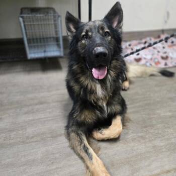 Vesuvius -  German Shepherd Dog Dog for Adoption in Pasadena, California - Vesuvius | PetCurious