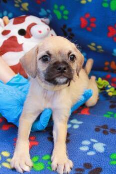 Wendie -  Pug Dog for Adoption in Gardena, California - Wendie | PetCurious
