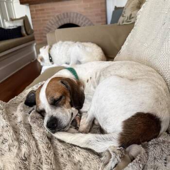 Duncan Hines -  Beagle Dog for Adoption in Los Angeles, California - Duncan Hines | PetCurious