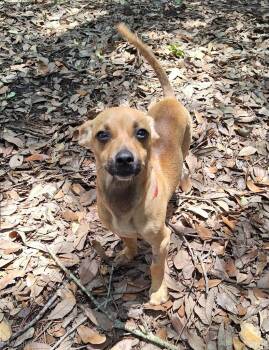 Danski WV14511-T LOCAL Adoption Event in Woodinville 8/23 -  Dachshund Dog for Adoption in Missouri City, Texas - Danski WV14511-T LOCAL Adoption Event In Woodinville 8/23 | PetCurious