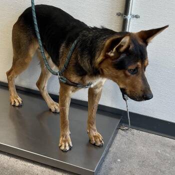 111129 -  Mixed Breed Dog for Adoption in Las Cruces, New Mexico - 111129 | PetCurious