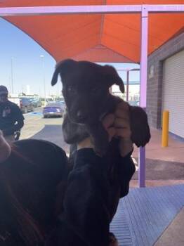 Mixed Breed Dogs Available for Adoption in El Paso, Texas - 60827350 | PetCurious