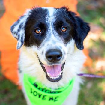 Rescue Great Pyrenees Dogs for Adoption in Baton Rouge, Louisiana - Glinda | PetCurious