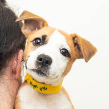 Flynn -  Mixed Breed Dog for Adoption in Middletown, Rhode Island - Flynn | PetCurious