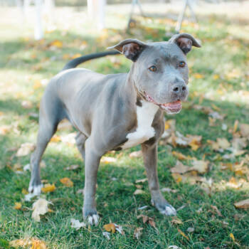 Rescue Pit Bull Terrier Dogs for Adoption in Northbrook, Illinois - Raven | PetCurious