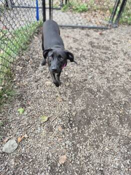 Rescue Terrier Dogs for Adoption in Elmsford, New York - Trombone | PetCurious