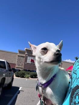 Tucumcari -  Chihuahua and Mixed Breed Dog for Adoption in Fort Collins, Colorado - Tucumcari | PetCurious