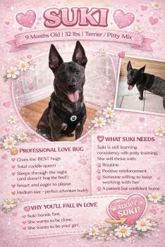 Terrier Dogs Available for Adoption - Suki | PetCurious