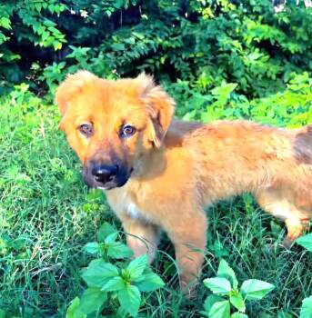 Roxy -  Belgian Shepherd Malinois and German Shepherd Dog Dog for Adoption in San Antonio, Texas - Roxy | PetCurious