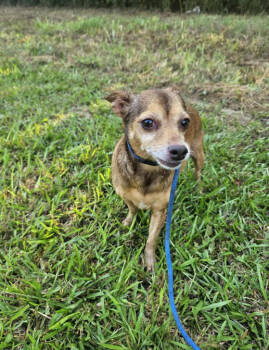 Rescue Chihuahua Dogs for Adoption in Cranston, Rhode Island - Milly In LA | PetCurious