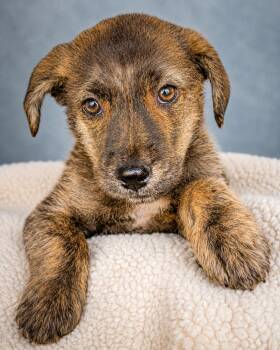 Gia -  Mixed Breed and Labrador Retriever Dog for Adoption in Rollingwood, Texas - Gia | PetCurious