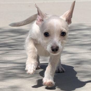 Chihuahua and Terrier Dogs Available for Adoption in Ridgefield, Washington - Ms. Little Taffy | PetCurious