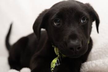 Hamlet. (Super Snuggly) -  Labradoodle Dog for Adoption in Mobile, Alabama - Hamlet. (Super Snuggly) | PetCurious