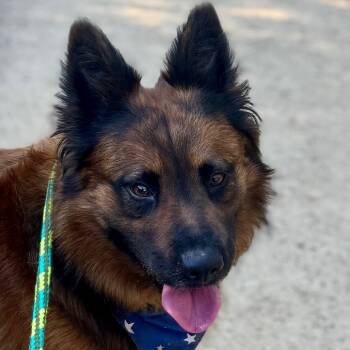 Rescue Belgian Shepherd Malinois and Mixed Breed Dogs for Adoption in Chino Hills, California - Shadow(C000-362) - Chino Hills Location | PetCurious